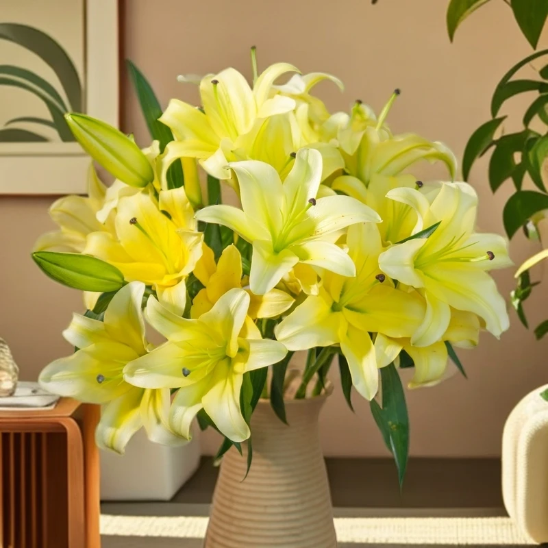 云南木木花卉黄天霸香水百合百合花浓香鲜花插花水养