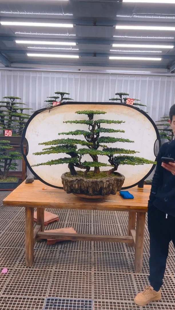 【闪购商品】紫砂精品盆景直播间一物一拍