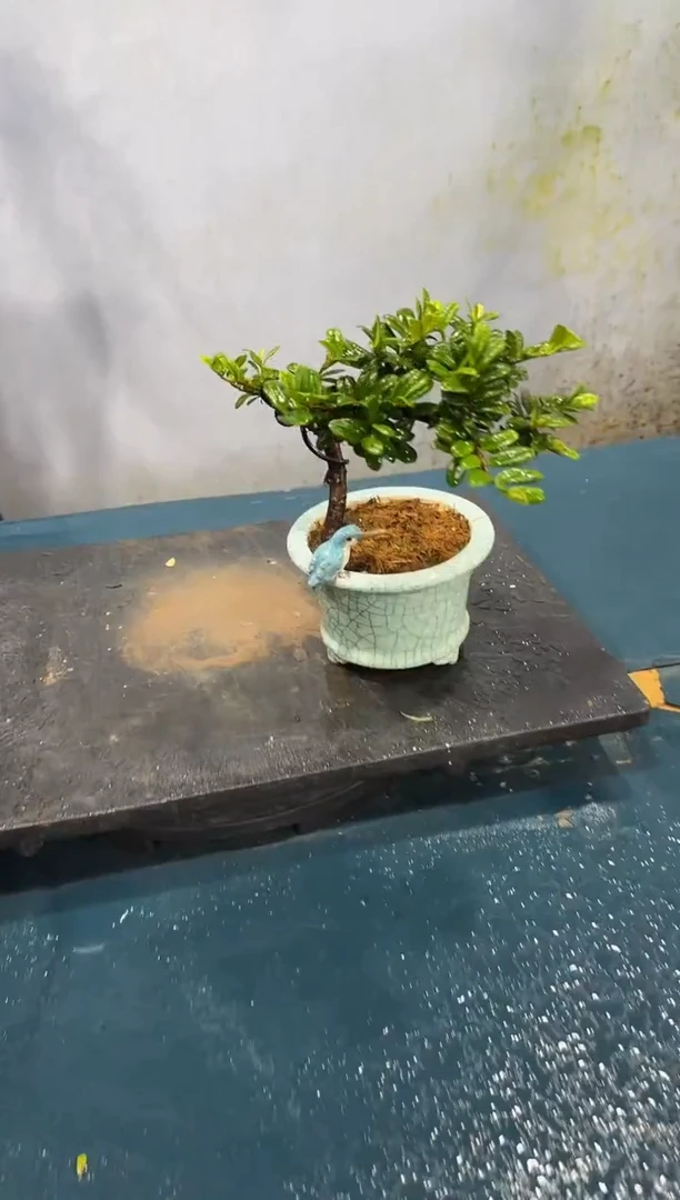 无花朵翠米茶翠米茶翠米茶翠米茶翠米茶