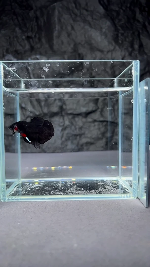 斗鱼竞拍链接A004