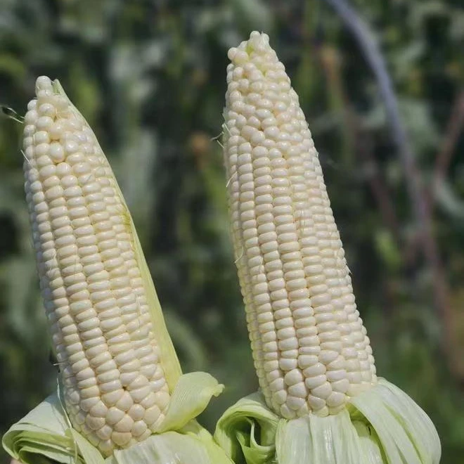 【农科糯336】次日达农科糯336玉米现掰现发5斤/7斤京东包邮北京市