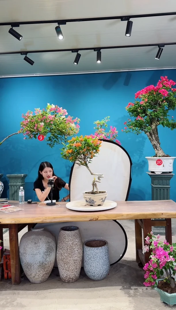 全部花朵变色龙三角梅