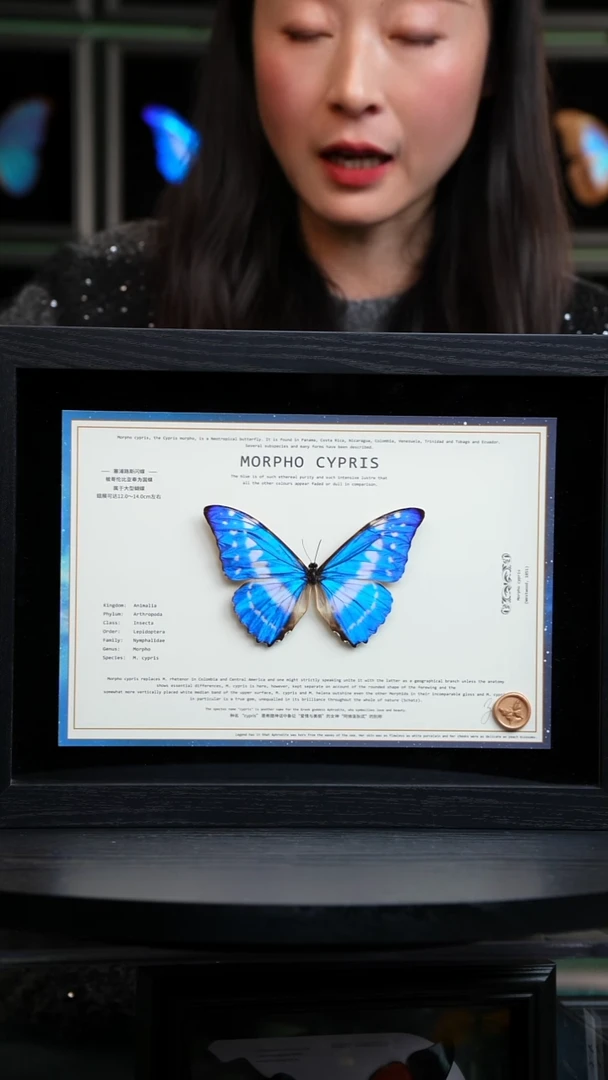 蝴蝶标本摆件竞拍塞浦路斯闪蝶H342