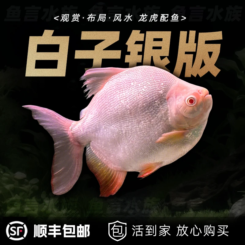 红眼白子银板鱼白子鲳风水鱼大型凶猛热带观赏鱼活体龙鱼配鱼短身