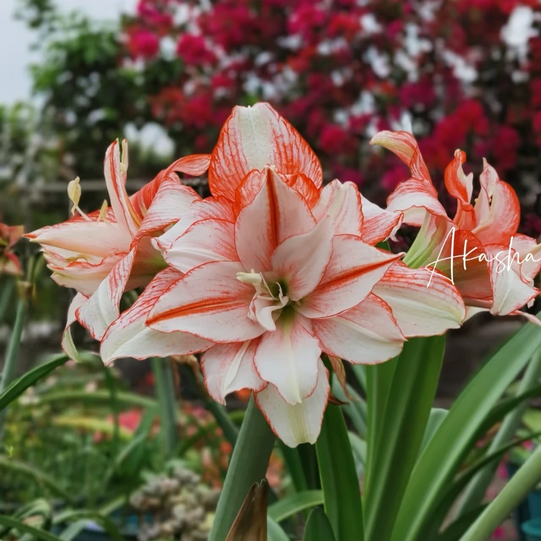 包对版（玛丽仙蒂）台湾朱顶红国产基地球