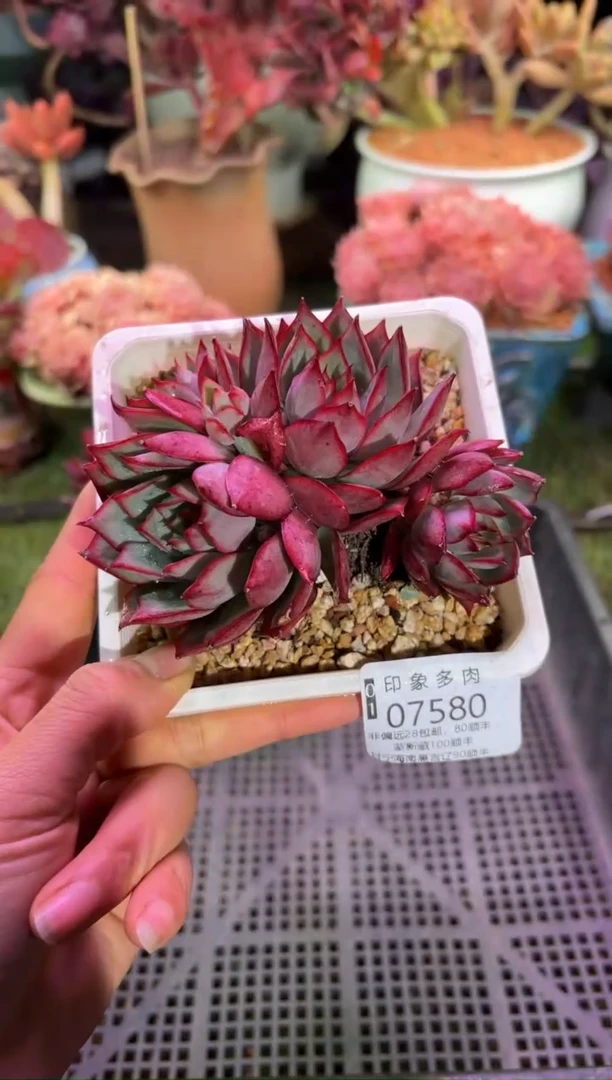 【闪购商品】07580