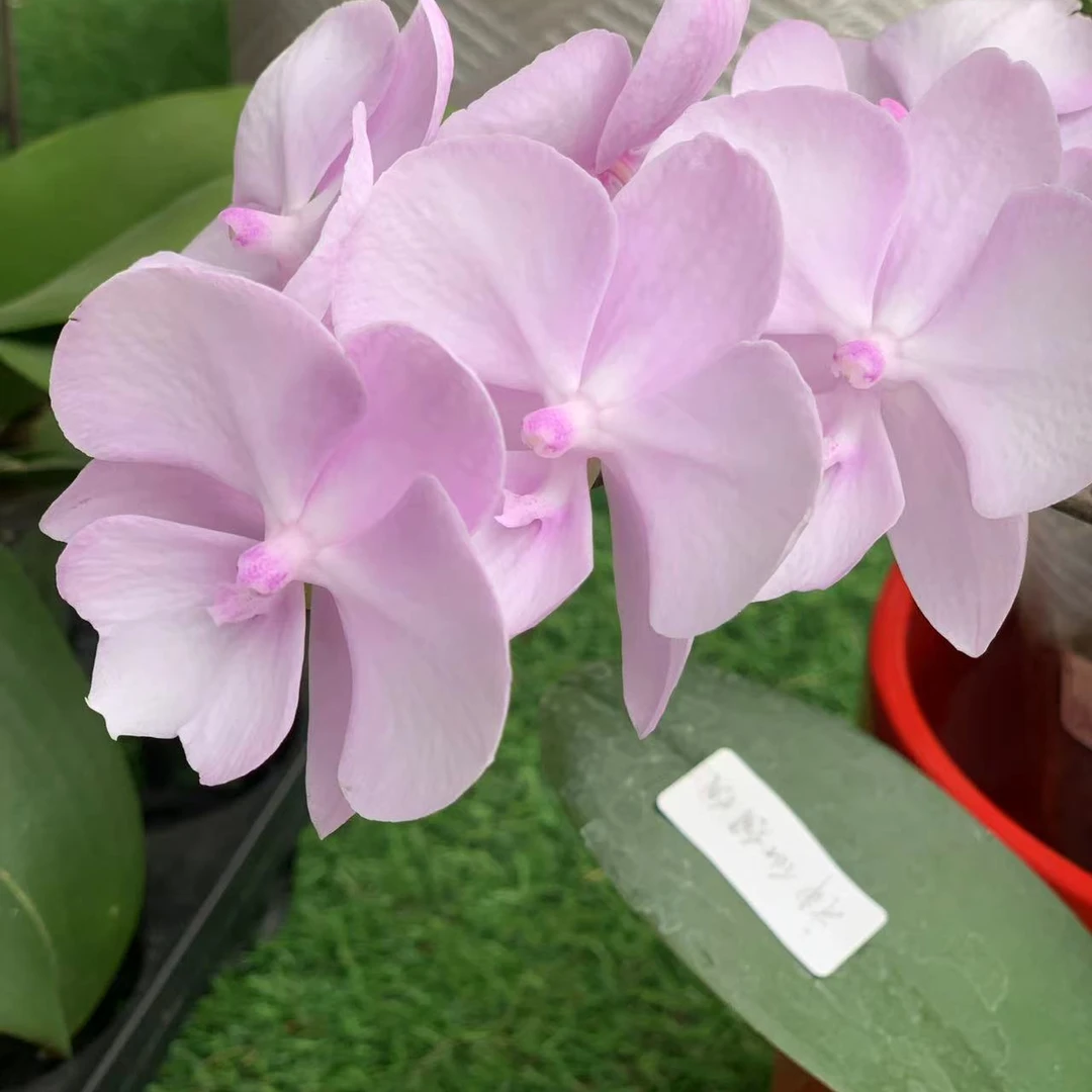 【神仙姐姐】3.5寸室内花卉蝴蝶兰