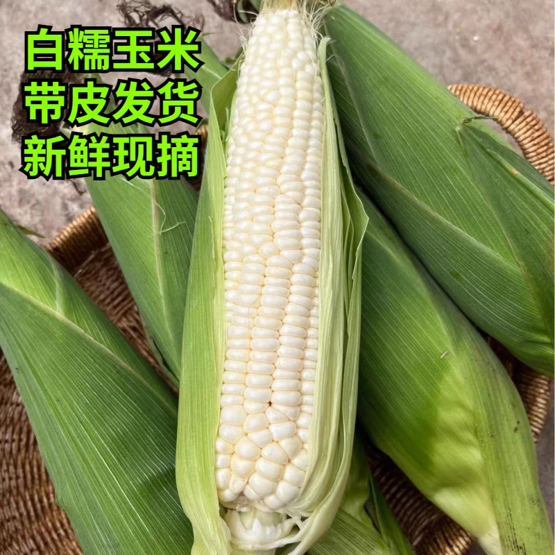 苏北白糯玉米5斤新鲜现摘香甜嫩带皮苞谷玉米大棒子非转基因2025