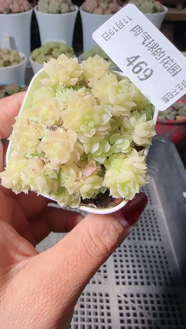 1119-469麦秆群生不包整