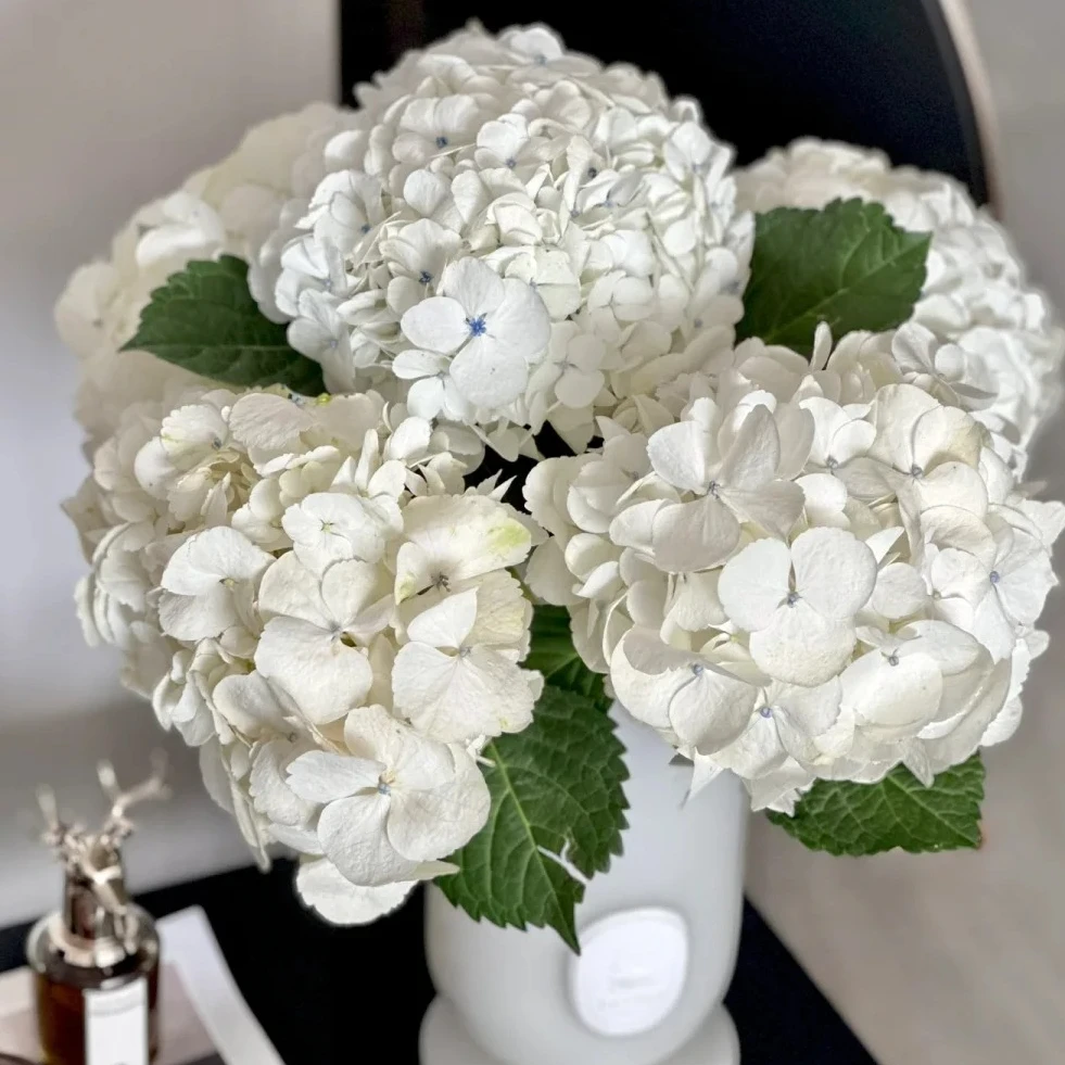 白莫奈绣球鲜切花花期长云南基地直发顺丰