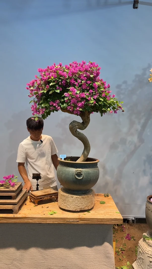 无花朵三角梅专场一物一拍72