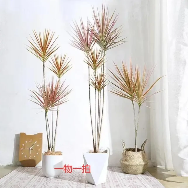 千年木大型绿植室内客厅办公室好养活