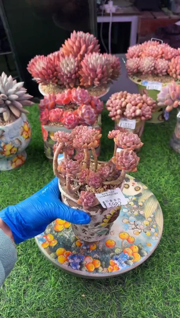 昆明印象多肉5982