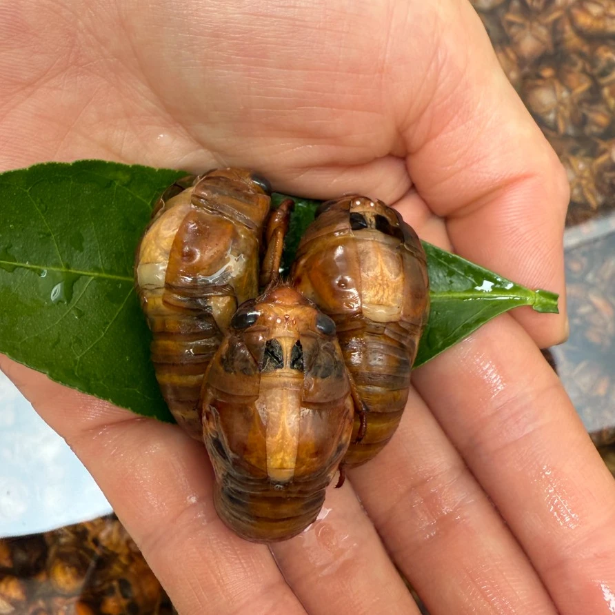 100只新鲜开背知了猴山东临沂特产