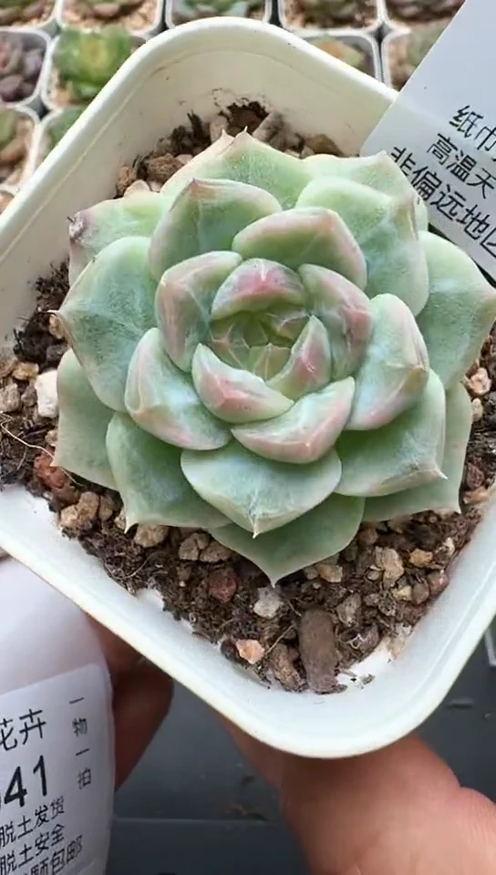 940F云禹多肉植物 默认脱土纸巾打包 3颗包邮