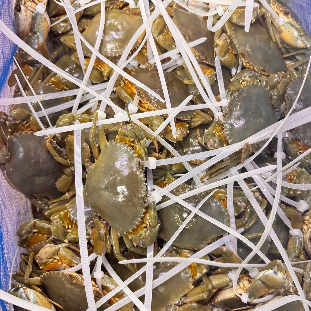 （鲜活）母膏蟹 正宗三门青蟹
