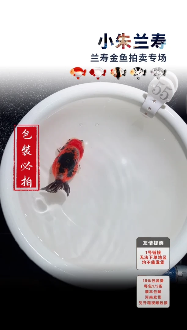 金鱼 包装必拍未拍顺丰到付55号