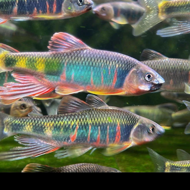 【完全发色】洛阳秦岭南宽鳍鱲红腹下巴棘颊鱲桃花冷水原生鱼包邮活