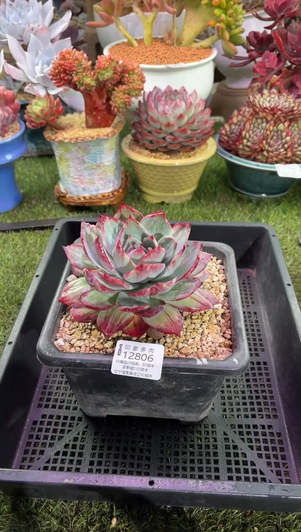 【闪购商品】12806