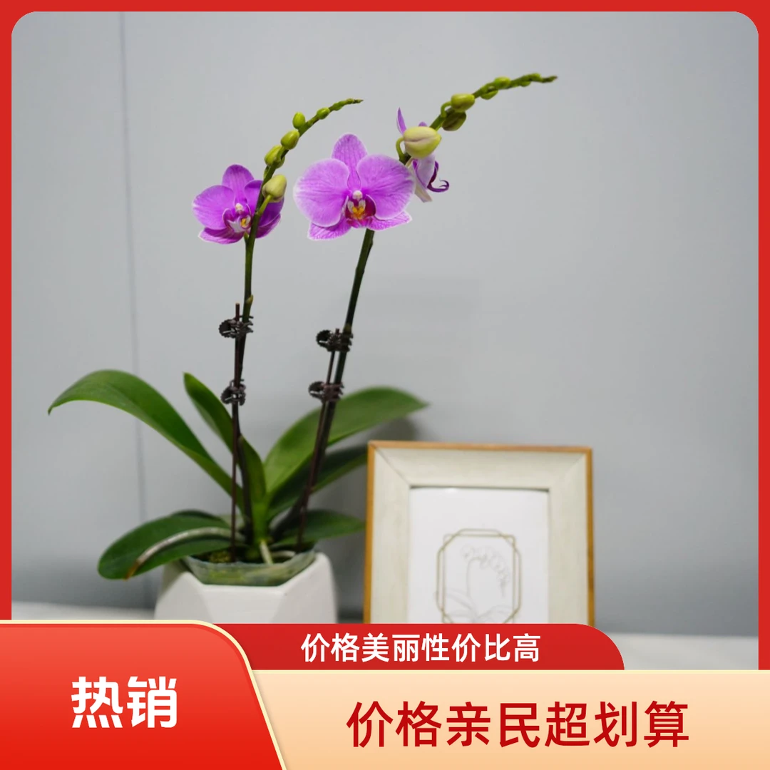 悠花里蝴蝶兰【紫蝶】3.0寸 双 带花带花苞开花珠