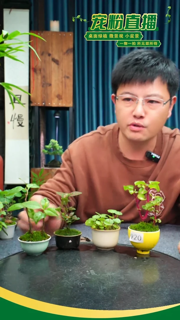 无花朵我****?苔藓微景观920号