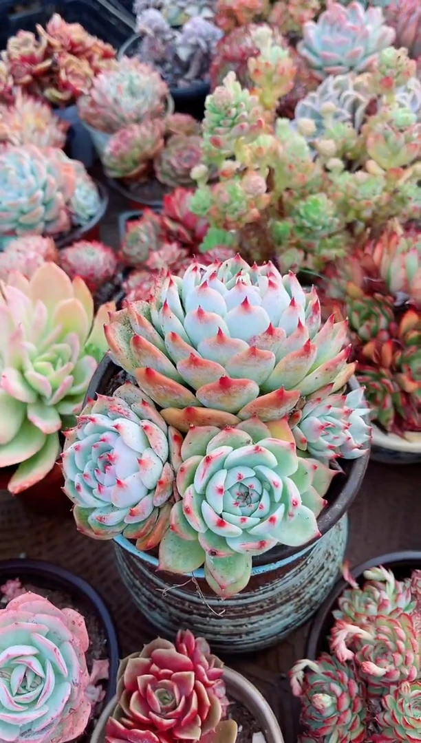 【闪购商品】06143