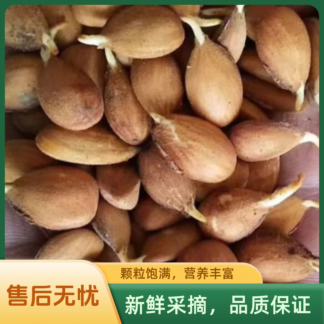 毛桃种子 繁育毛桃苗专用种子贵州 四川 陕西 山西 河北 地区专供