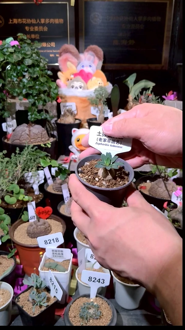 号1230精品植物土拨鼠大戟
