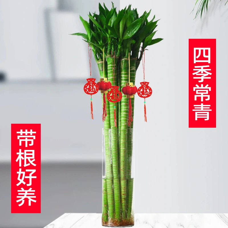 文昌竹龙竹粗杆富贵竹水培植物转运观音竹子盆栽带根客厅绿植招财