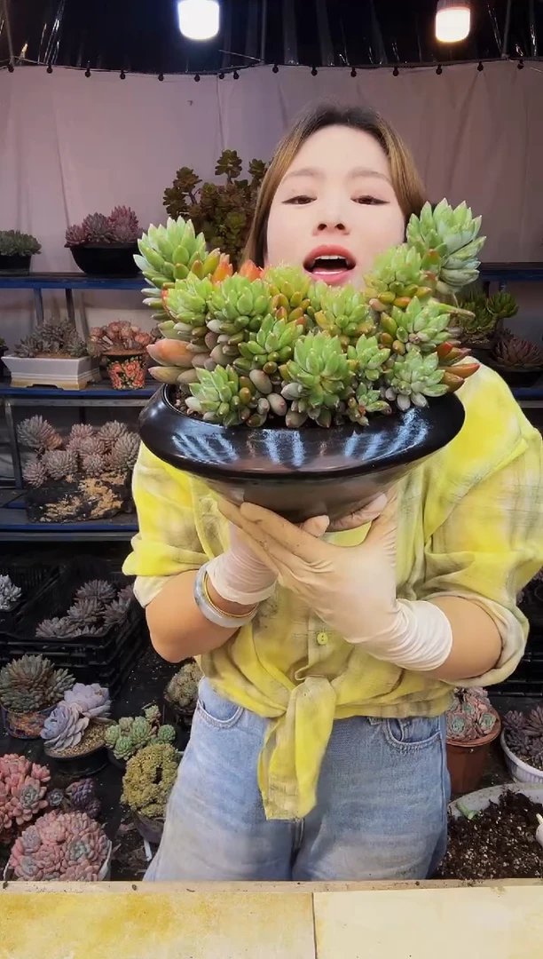 蓝精灵群脱土包邮