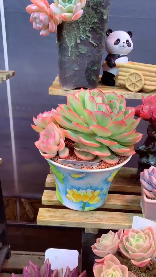 223 U（一物一拍，精品多肉，w所见即所得 ）