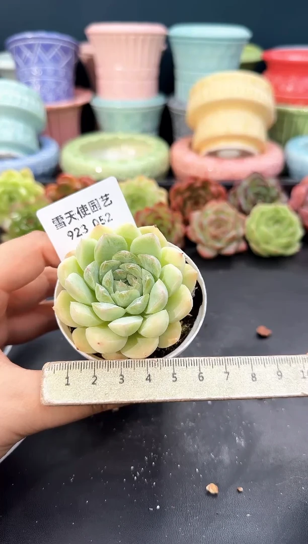 923-052青山（冠幅5cm）