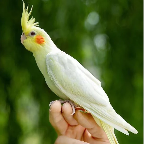 会学说话手养宠物玄凤鹦鹉活体黄化玄凤一对可繁殖鸟活物鹦鹉活鸟