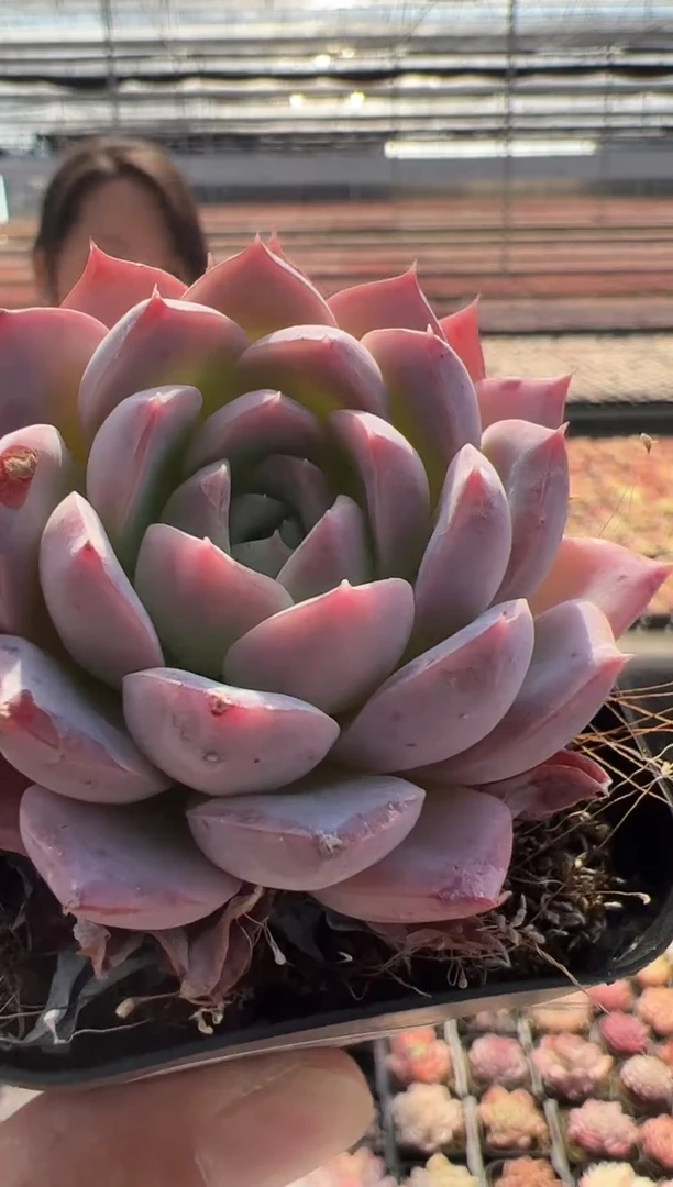 【闪购商品】福利-34