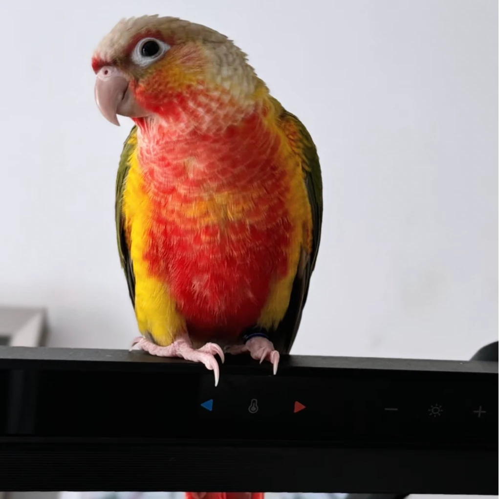 鹦鹉活体专拍链接