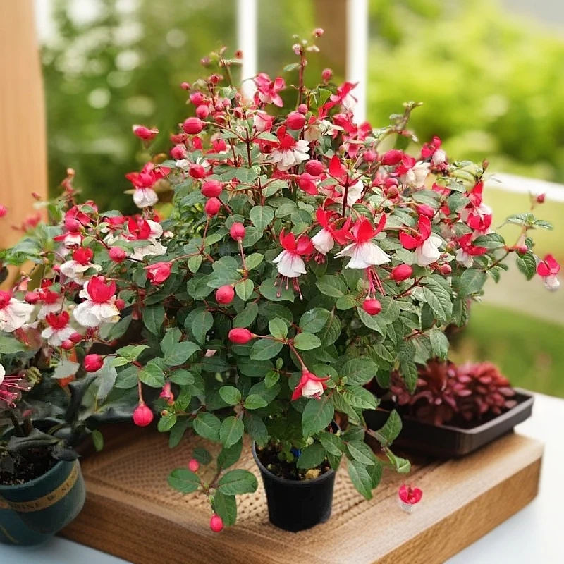 重瓣棒棒糖倒挂金钟盆栽倒挂金钟花苗室内植物灯笼花开花四季开花