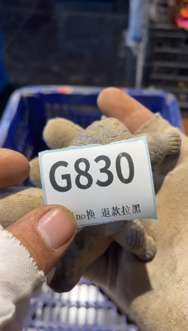 瓷片用****8表弟直播链接火爆