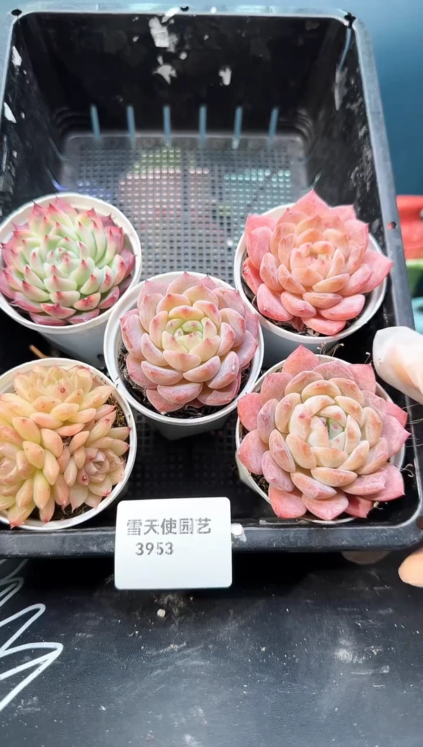 3953    多肉  5 颗