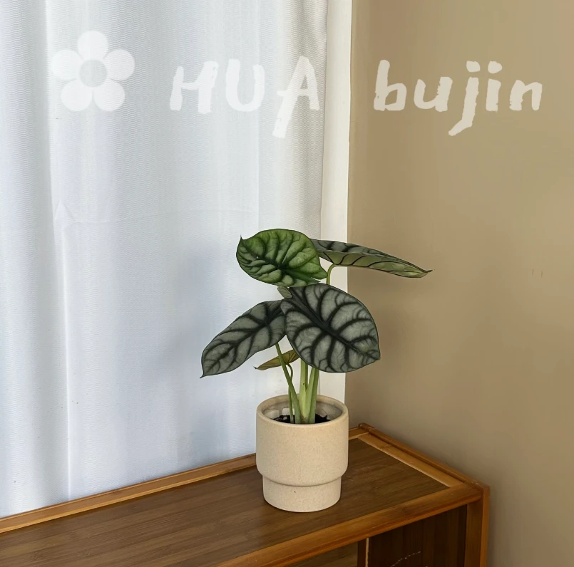 白犀牛海芋网红绿植可水培好养适合室内办公室桌面盆栽