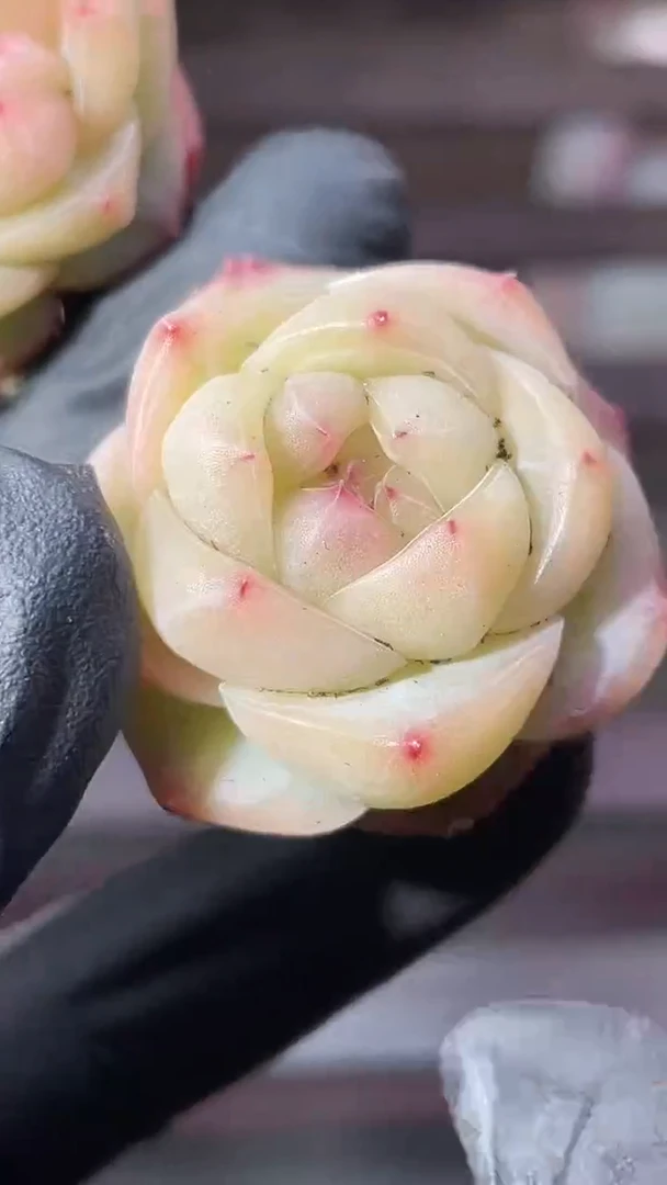 38-10 龙眼2-3厘米量拍发一颗