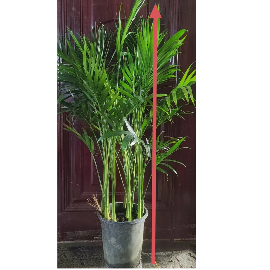 原盆原土富贵椰子树（90cm-1米）好养易打理净化空气室内绿植