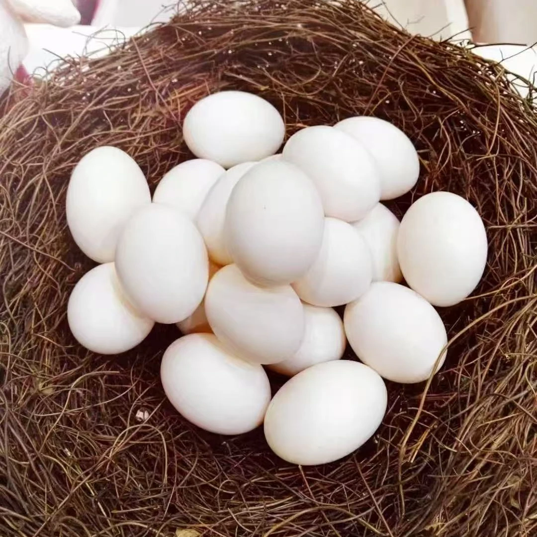 新鲜杂粮鸽子蛋30枚 宝宝孕妈老人营养品