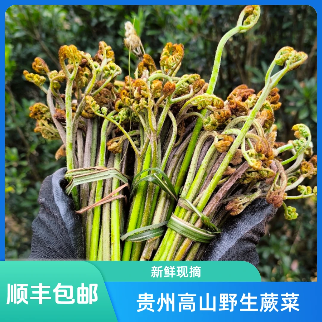 贵州高山现摘现发新鲜蕨菜蕨苔