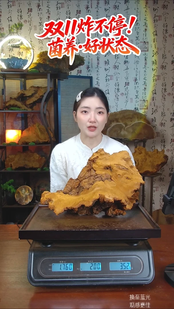 松针层孔菌中国大陆【藏区 野生】松树桑黄（3.52斤）40-50年份