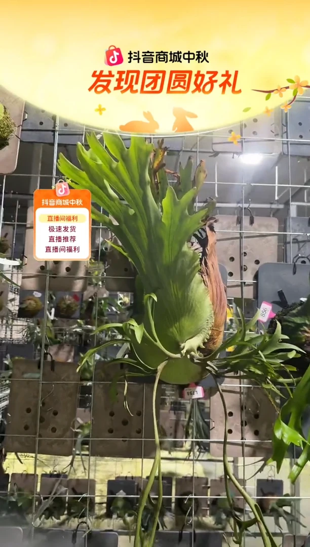 不开花植物L798-水母皇冠