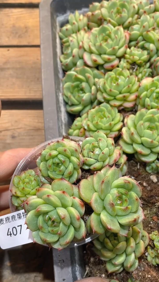 407翡30量拍一组