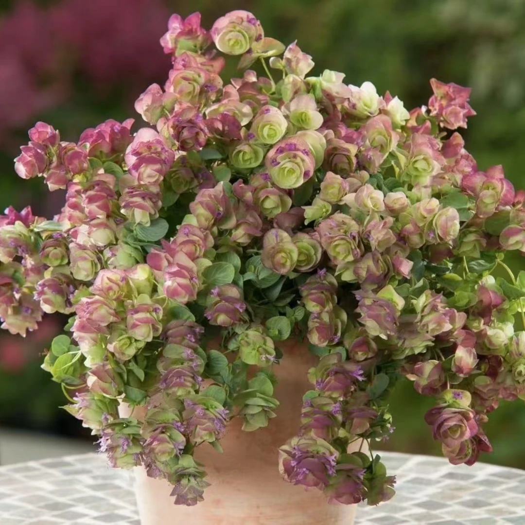 【折纸画】观赏牛至盆栽花园阳台垂吊观花观叶多年生植物一单包邮