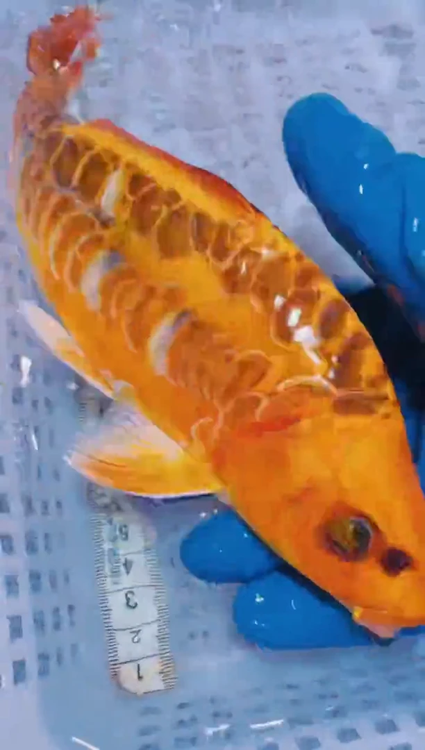 锦鲤血统锦鲤全场包邮10