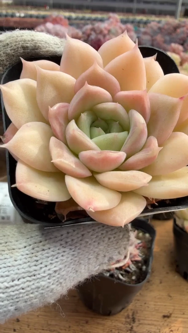 东云多肉园三店-129