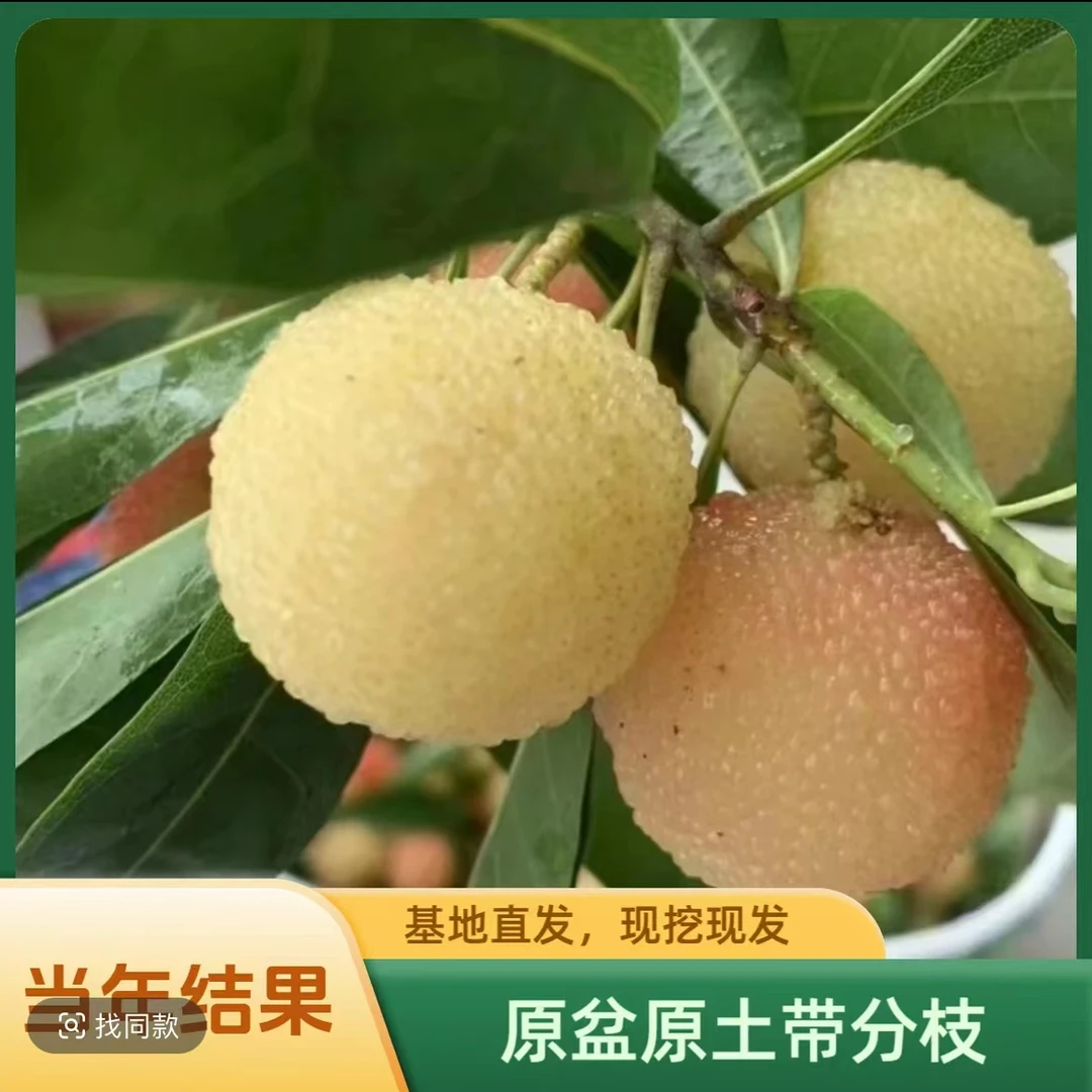【水晶杨梅树苗嫁接杨梅苗南方北方种植盆栽果树苗当年结果